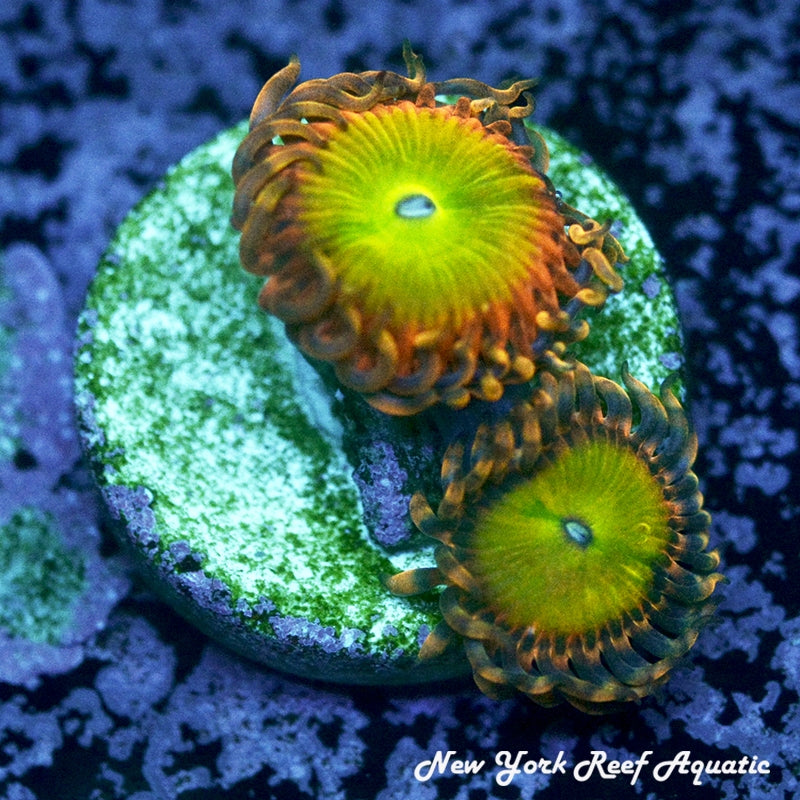 Rainbow Troll Zoanthids - 2 Polyp Frag