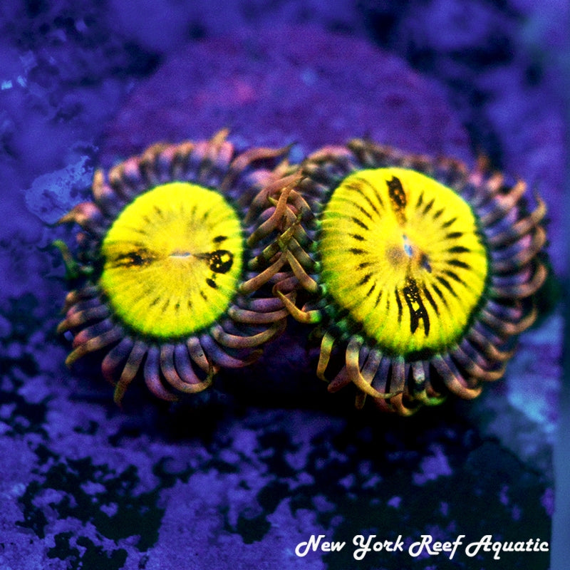 Butt Muncher Zoanthids