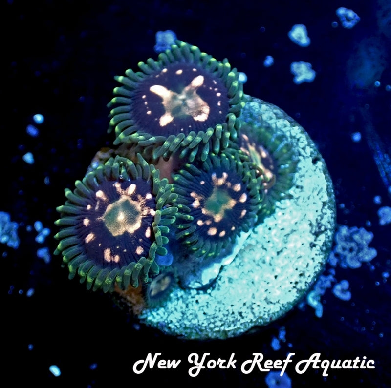 Delirium Asylum Zoanthid 2-3 Polyp Frag