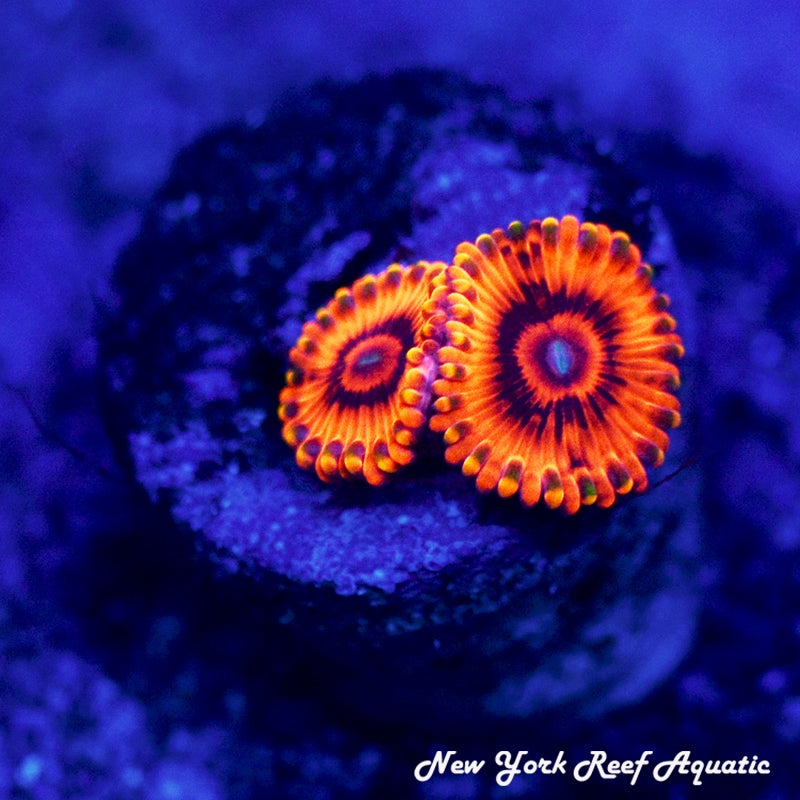 El-Corazon Zoanthids