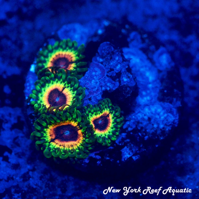 Little Shop Of Horror Zoanthid