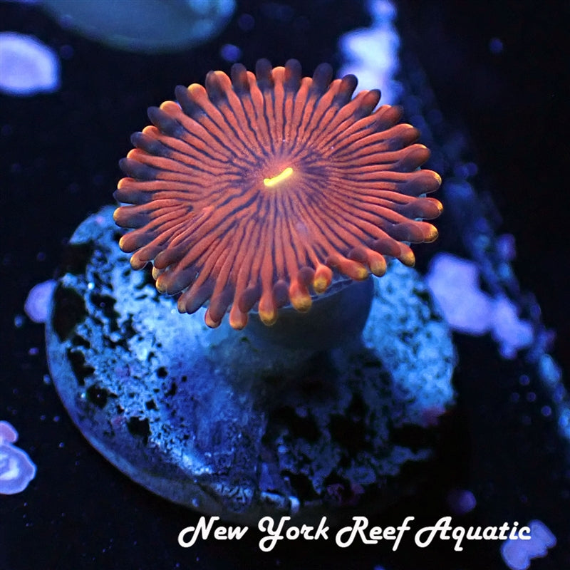Orange People Eater Zoanthid