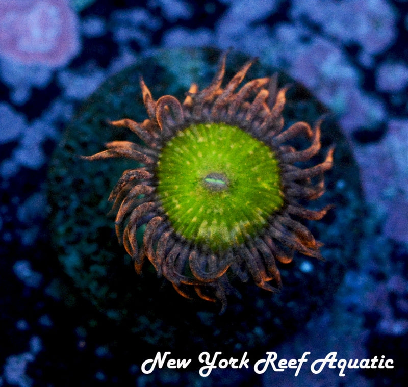 Poison Ivy Zoanthid – New York Reef Aquatic