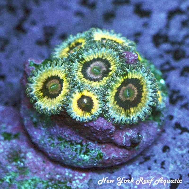 Queen Strat Zoanthids - 2-3 Polyp Frag - SALE SPECIAL!