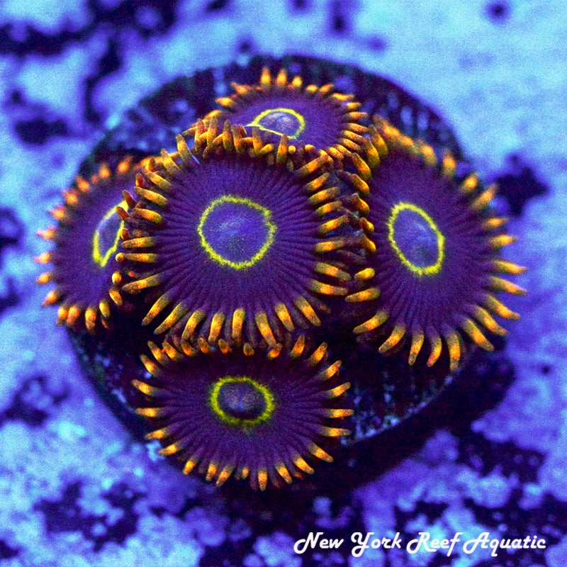Rainbow Hornet Zoanthids 2-4 Polyps Frag – New York Reef Aquatic