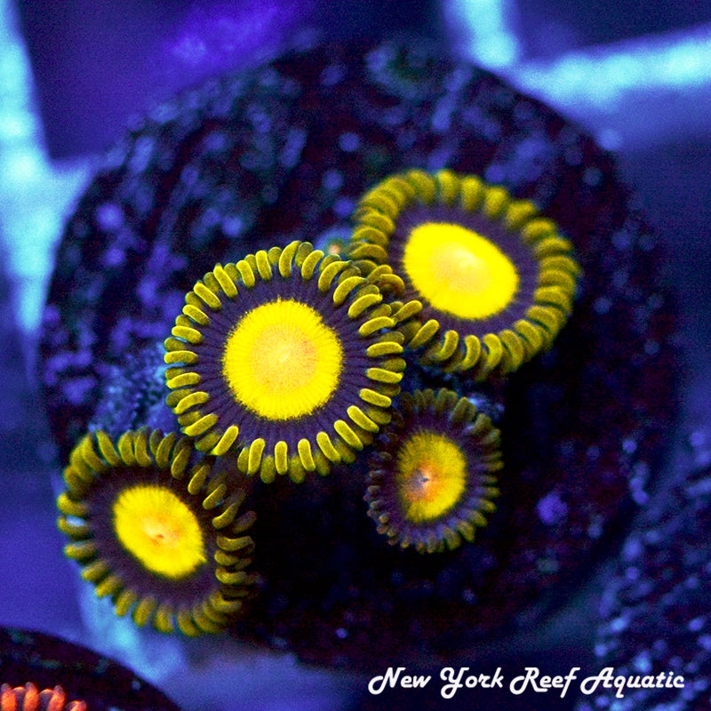 Sundrops Zoanthids 4-6 Polyp Frag