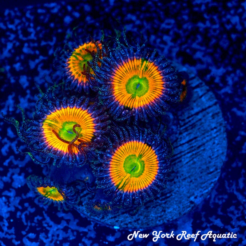 Sunny D Zoanthids - 1 Polyp Frag