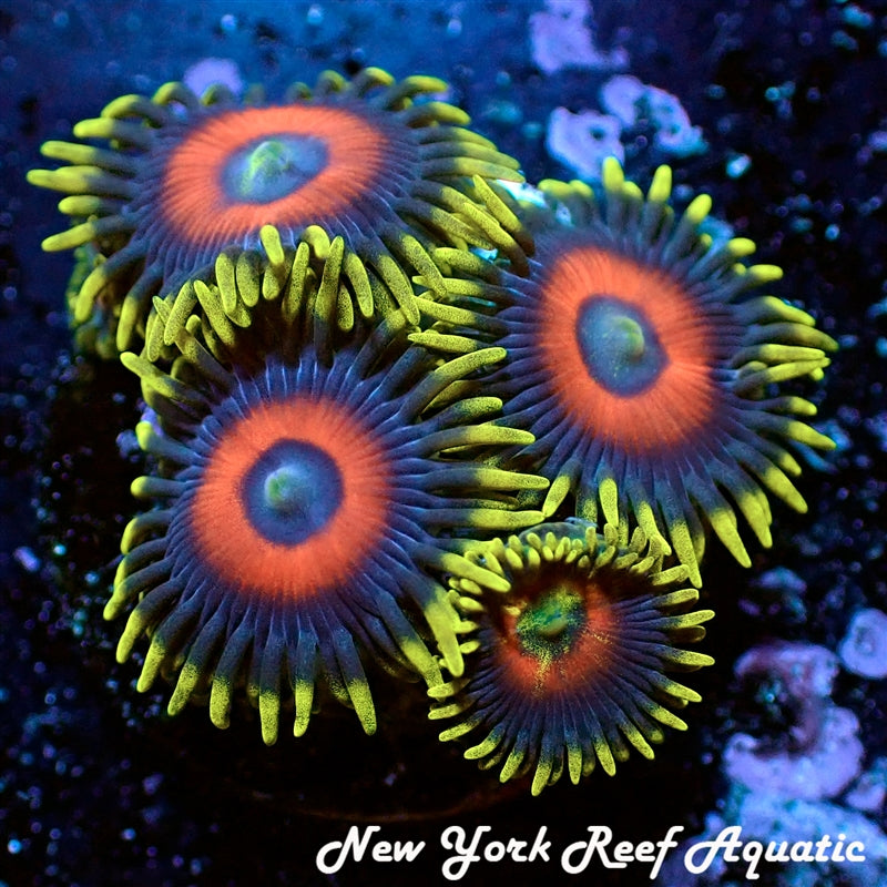 Super Saiyan Zoanthid – New York Reef Aquatic