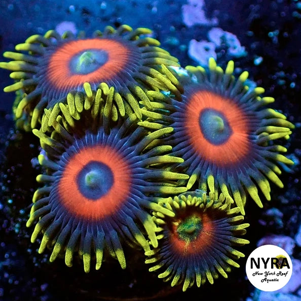Super Saiyan Zoanthid