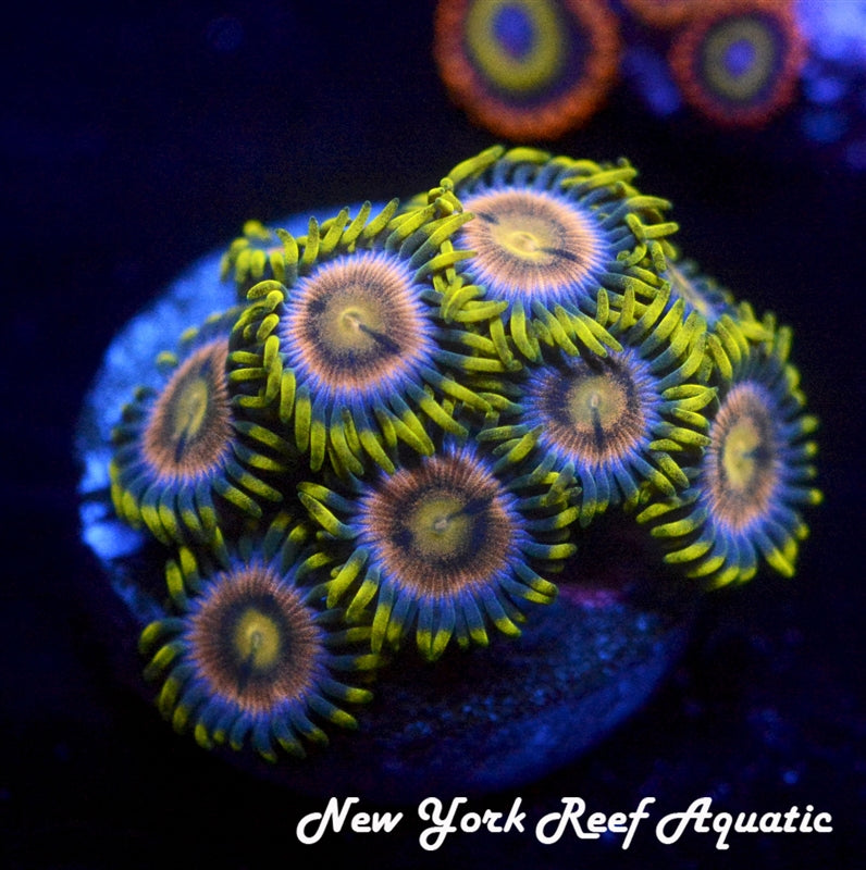 WWC Lemon Laser 4-5 Polyp Frag – New York Reef Aquatic