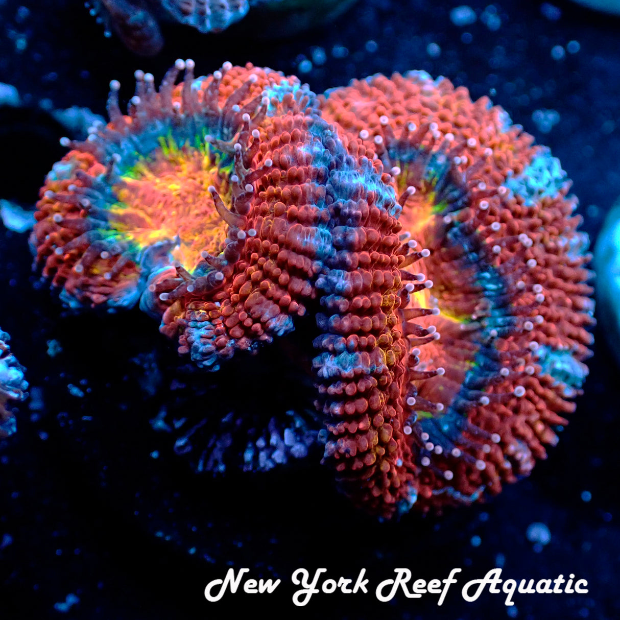 NYRA Party City Acan