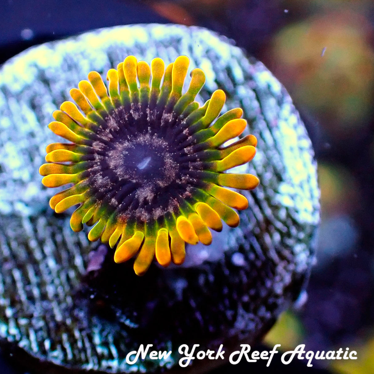 Acid Reflux Zoanthid