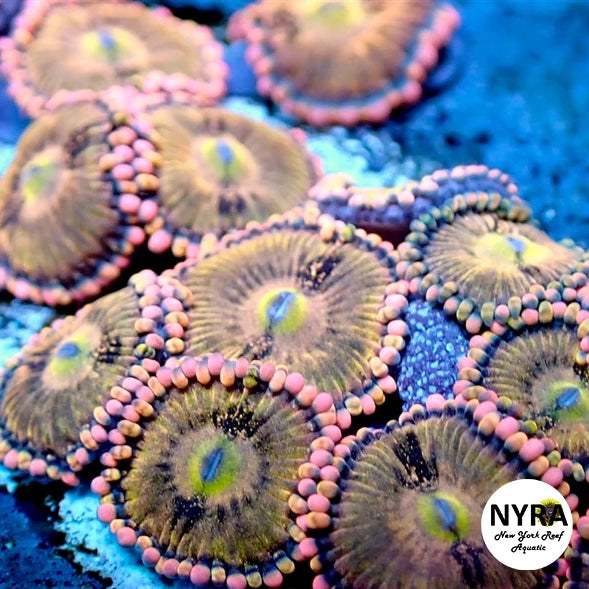 Alien Anti Venom Zoanthids