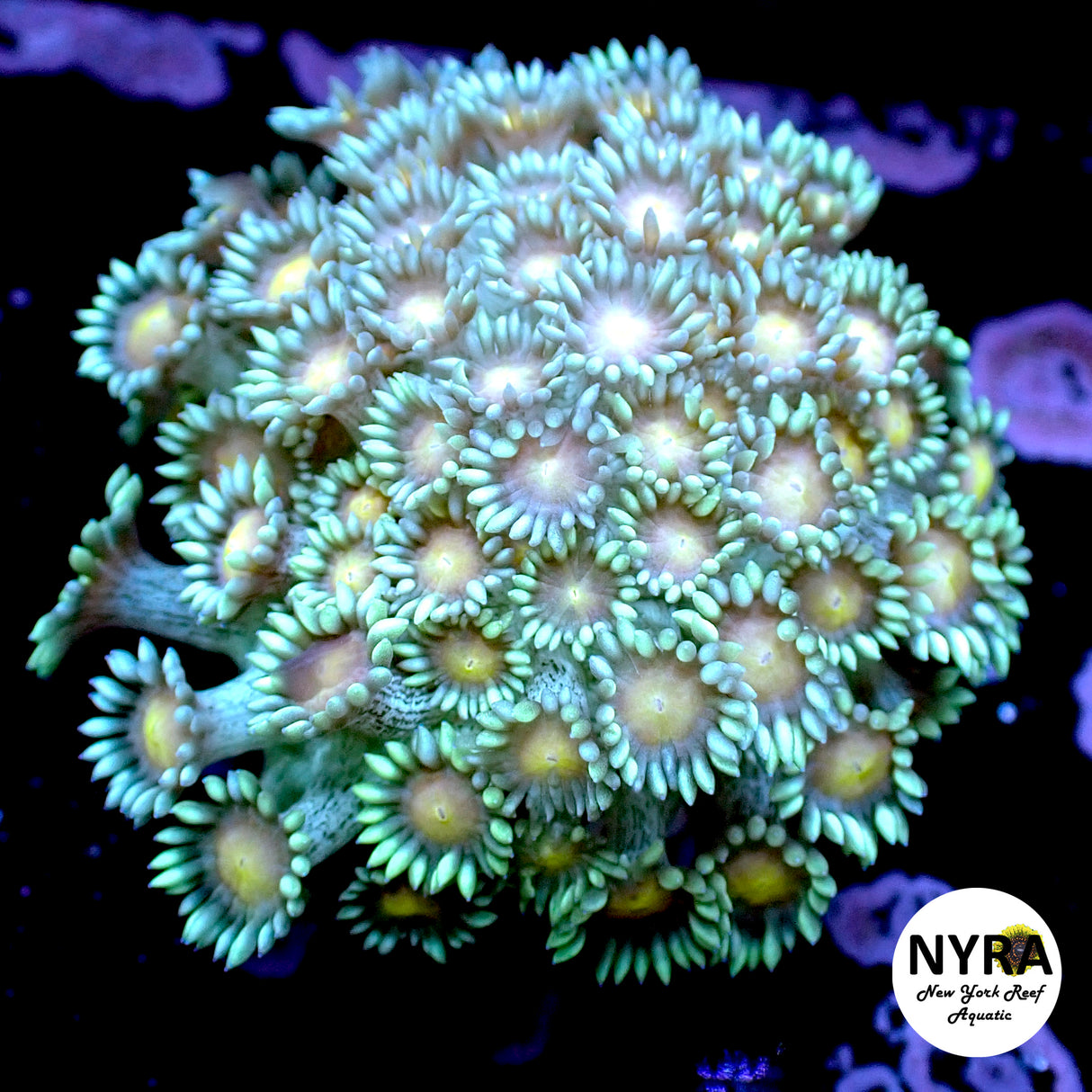 Colony Specials Goniopora WYSIWYG #1 FT2QA1