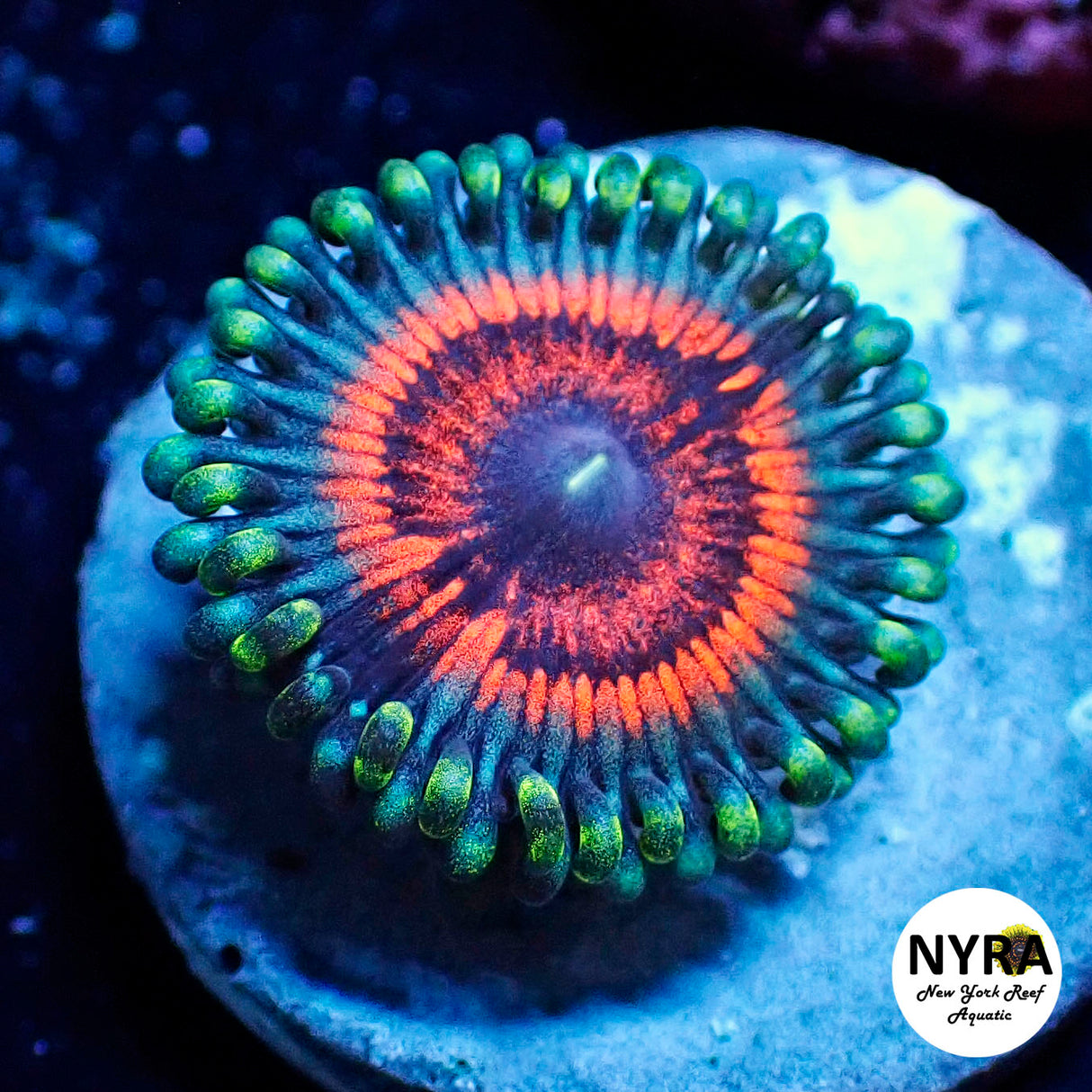 Armageddon Zoanthid