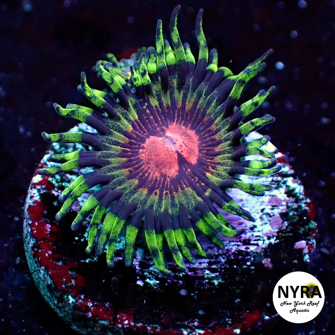 Atomic BloodShot Zoanthid