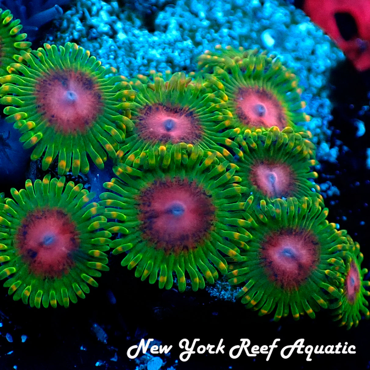 Awesome Blossom Zoanthids