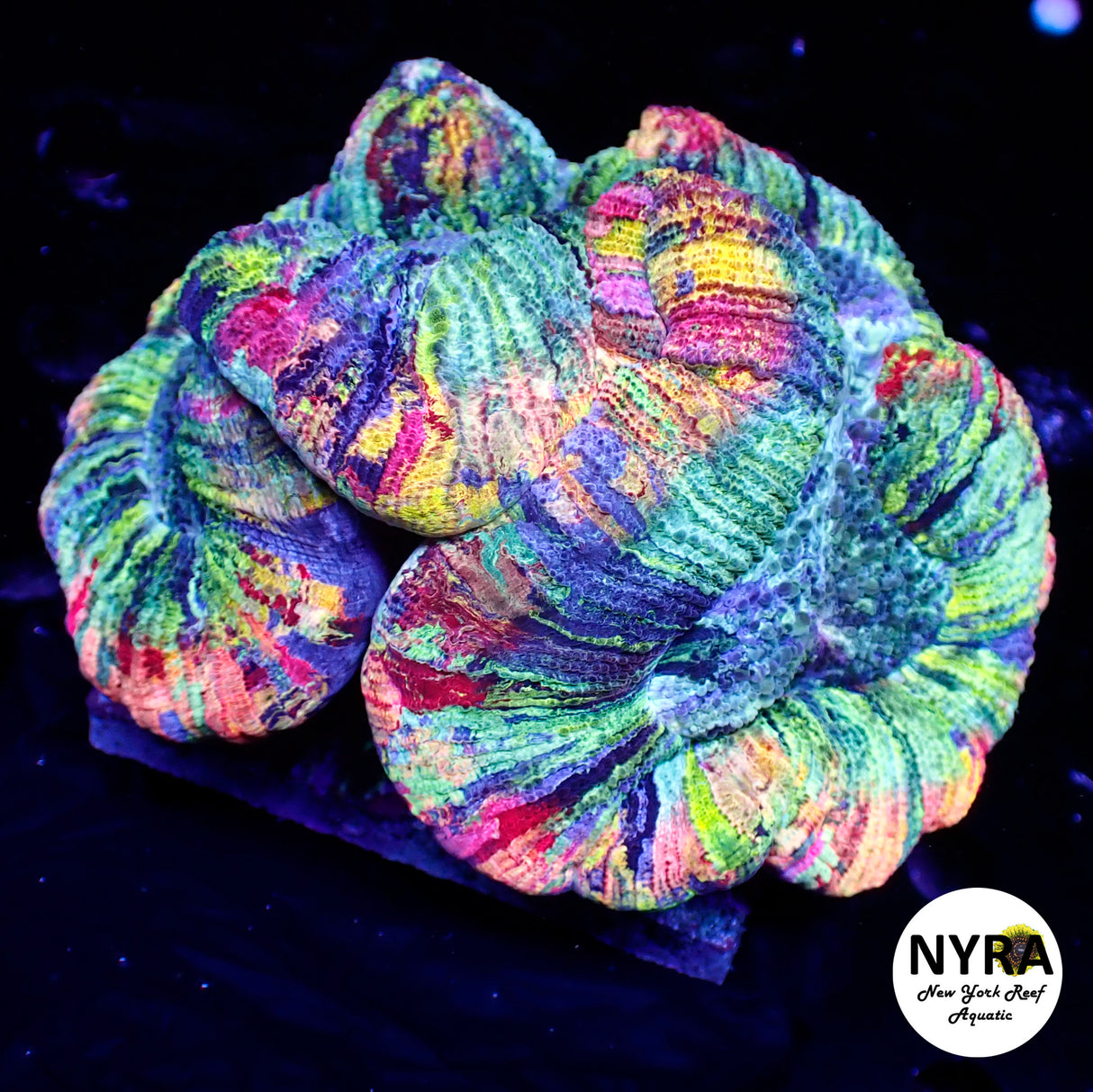 WYSIWYG Master Grade True Rainbow Trachy