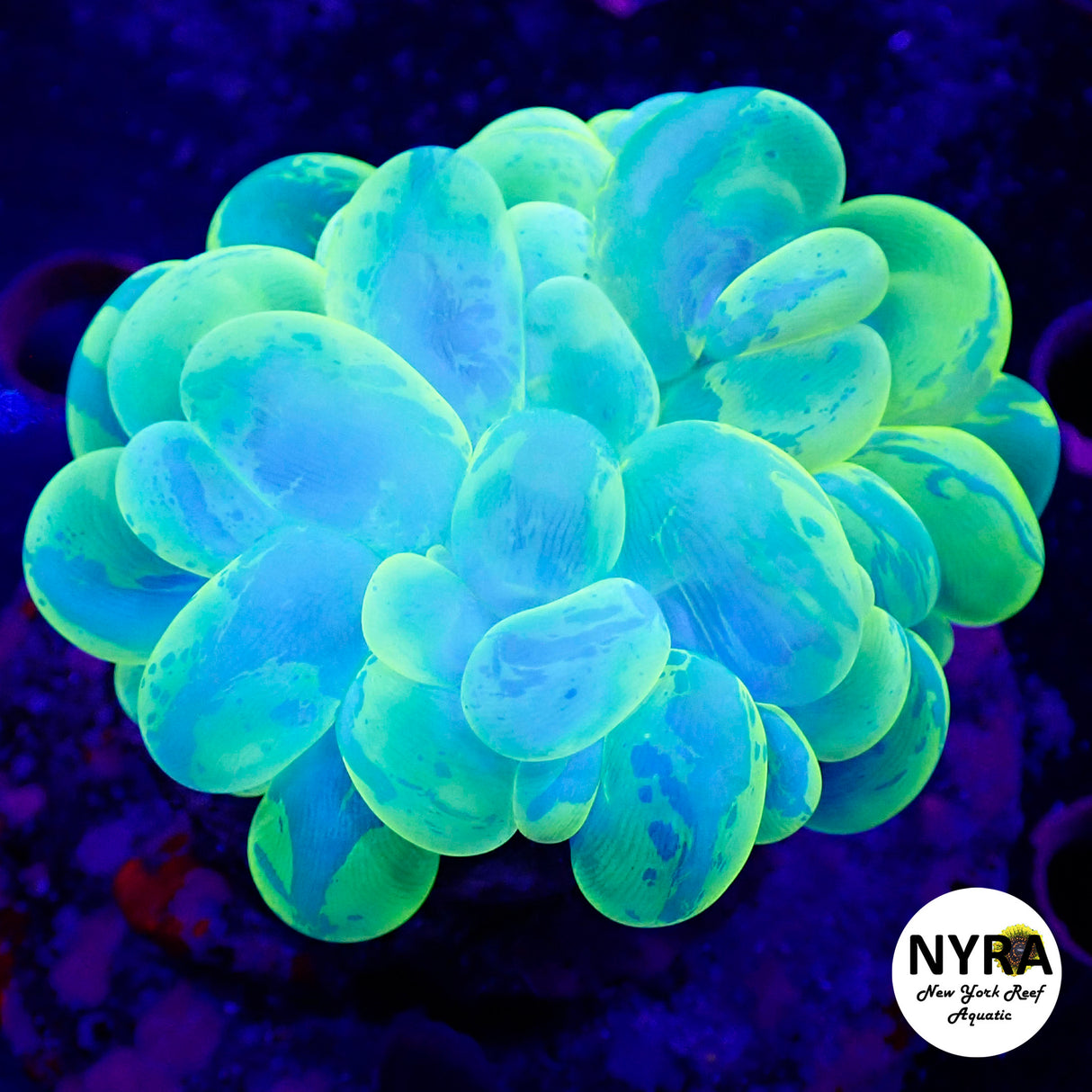 WYSIWYG Toxic Splatter Bubble Coral