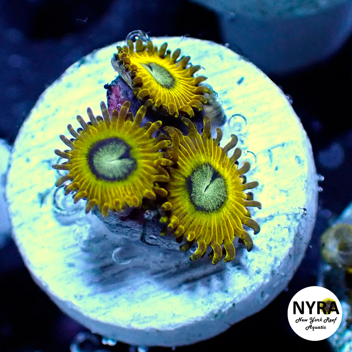 Pikachu Zoanthids