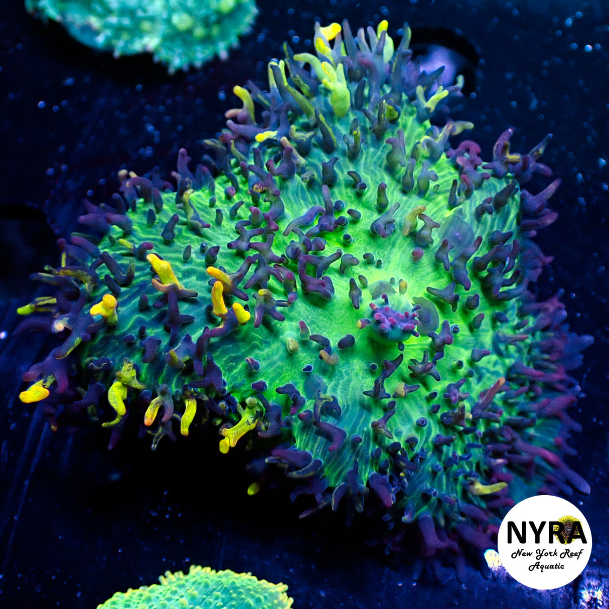 Magic Carpet Mushroom 2.5in