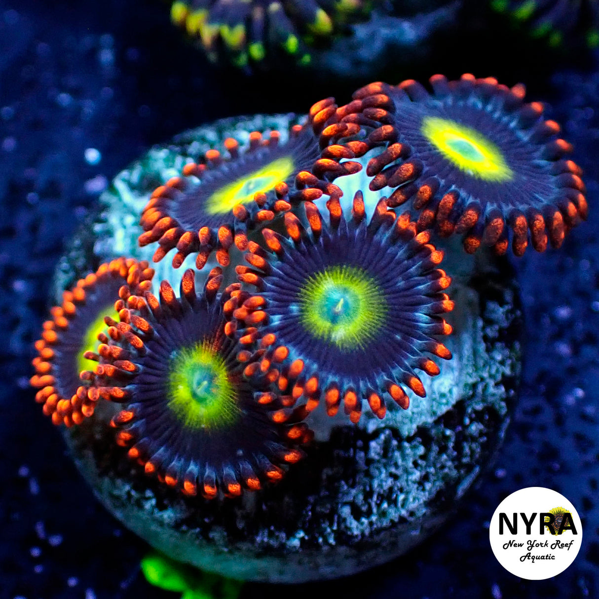 BBEB Zoanthids