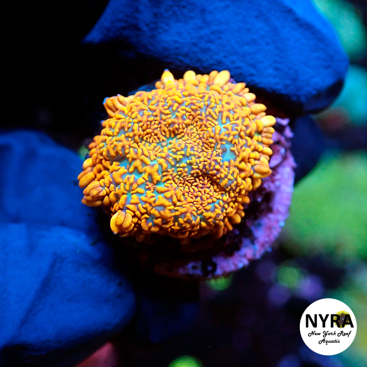 ORANGE COSMO MUSHROOM B F05
