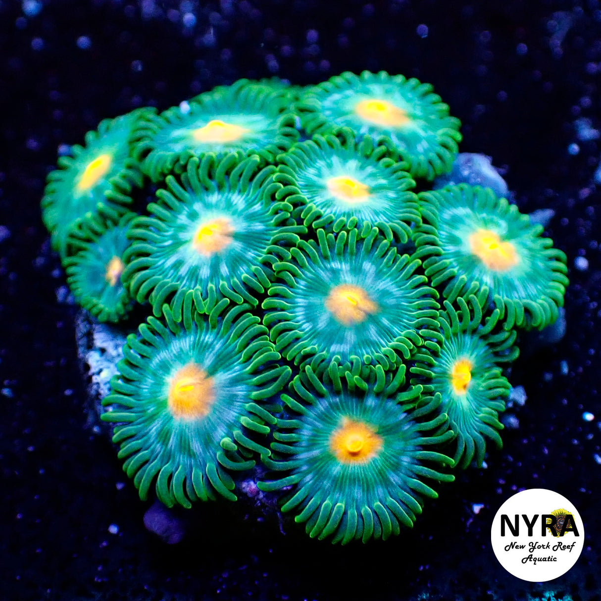 NYRA Blueberry Fields Zoanthid