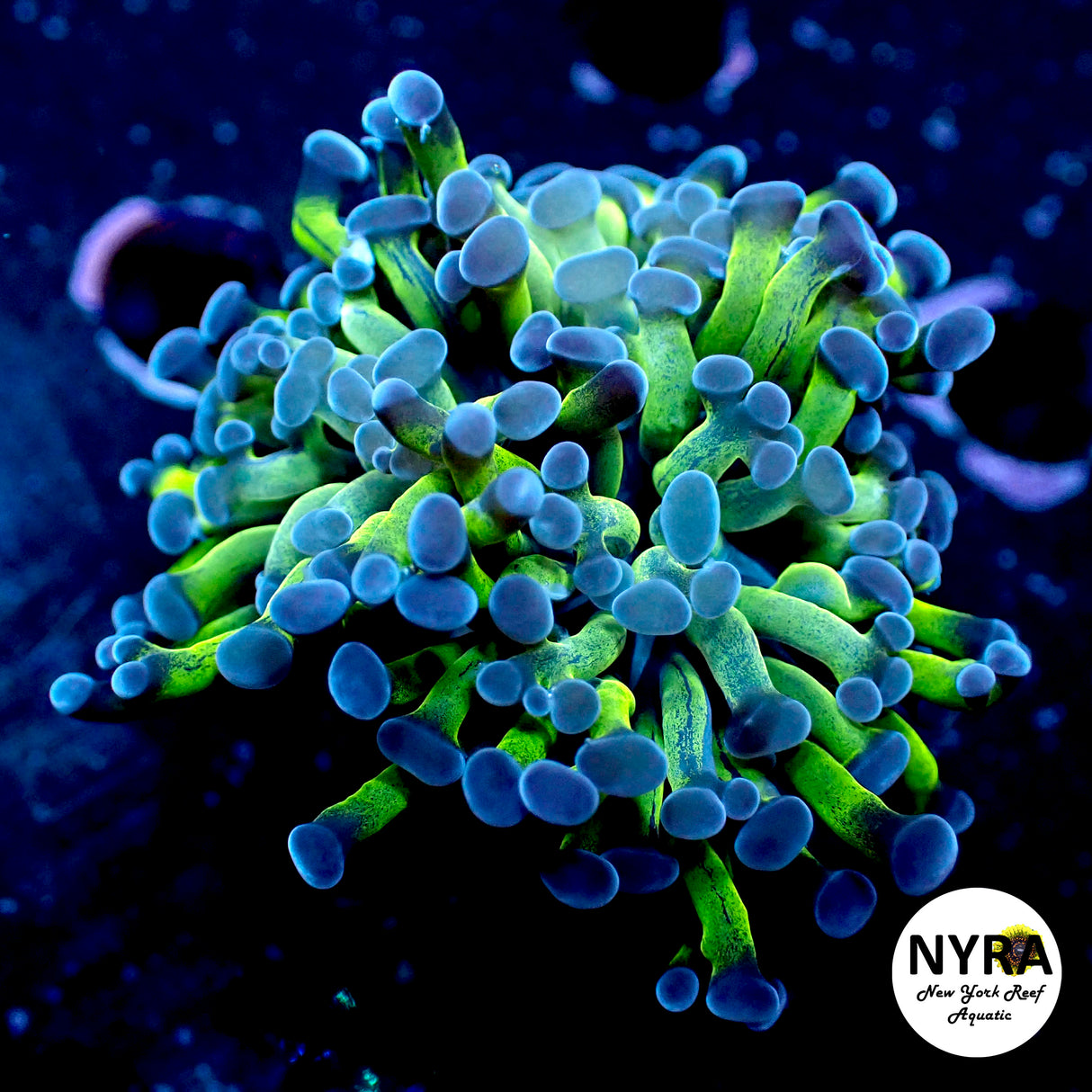 Blue Tip Hammer 1 Head