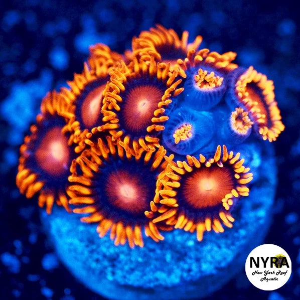 Bam Bam Zoanthids