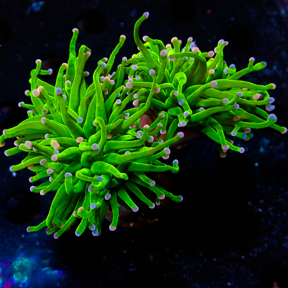 Cotton Candy Torch 1 Head