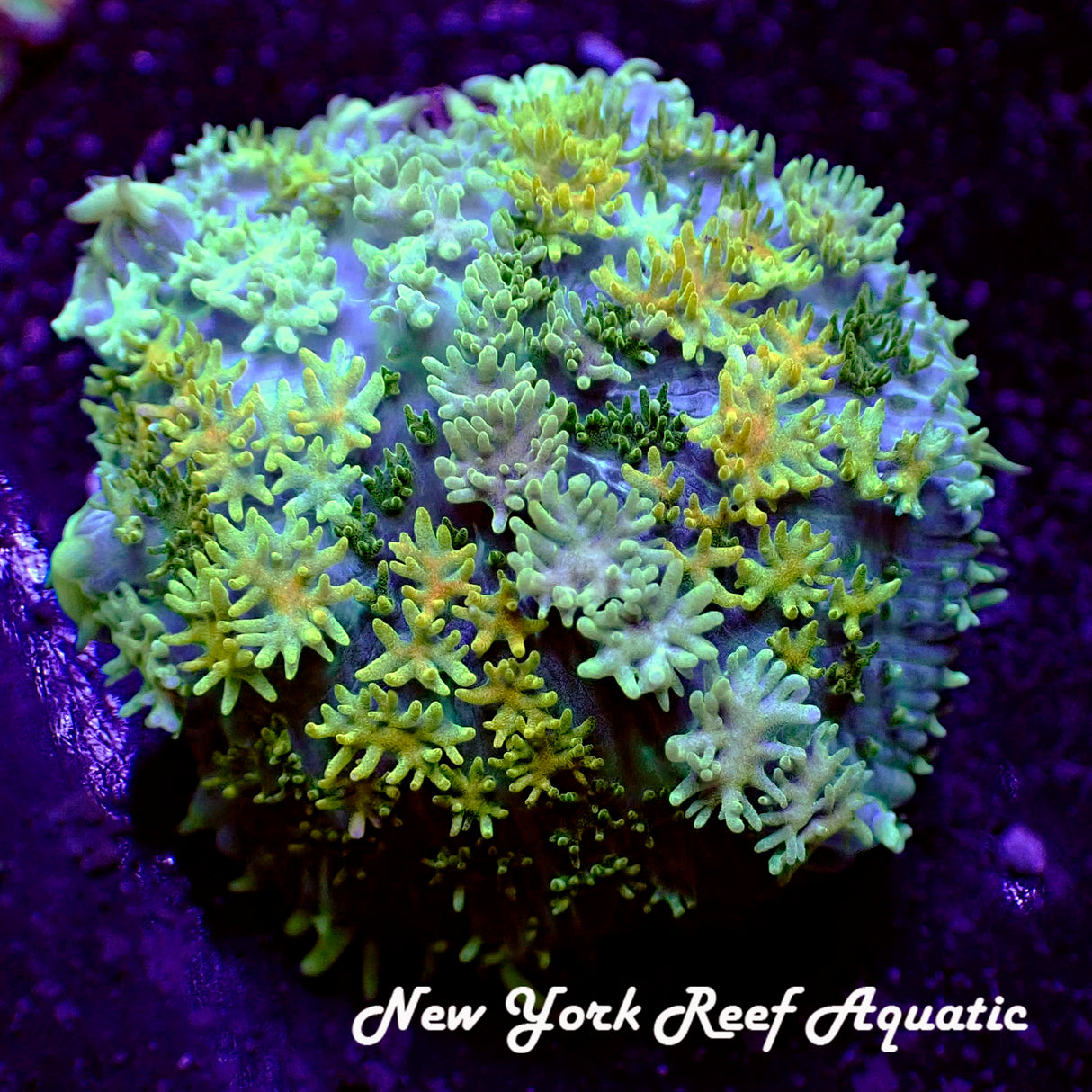 NYRA Big Planet Bounce Mushroom XL size ~2.5in fully open