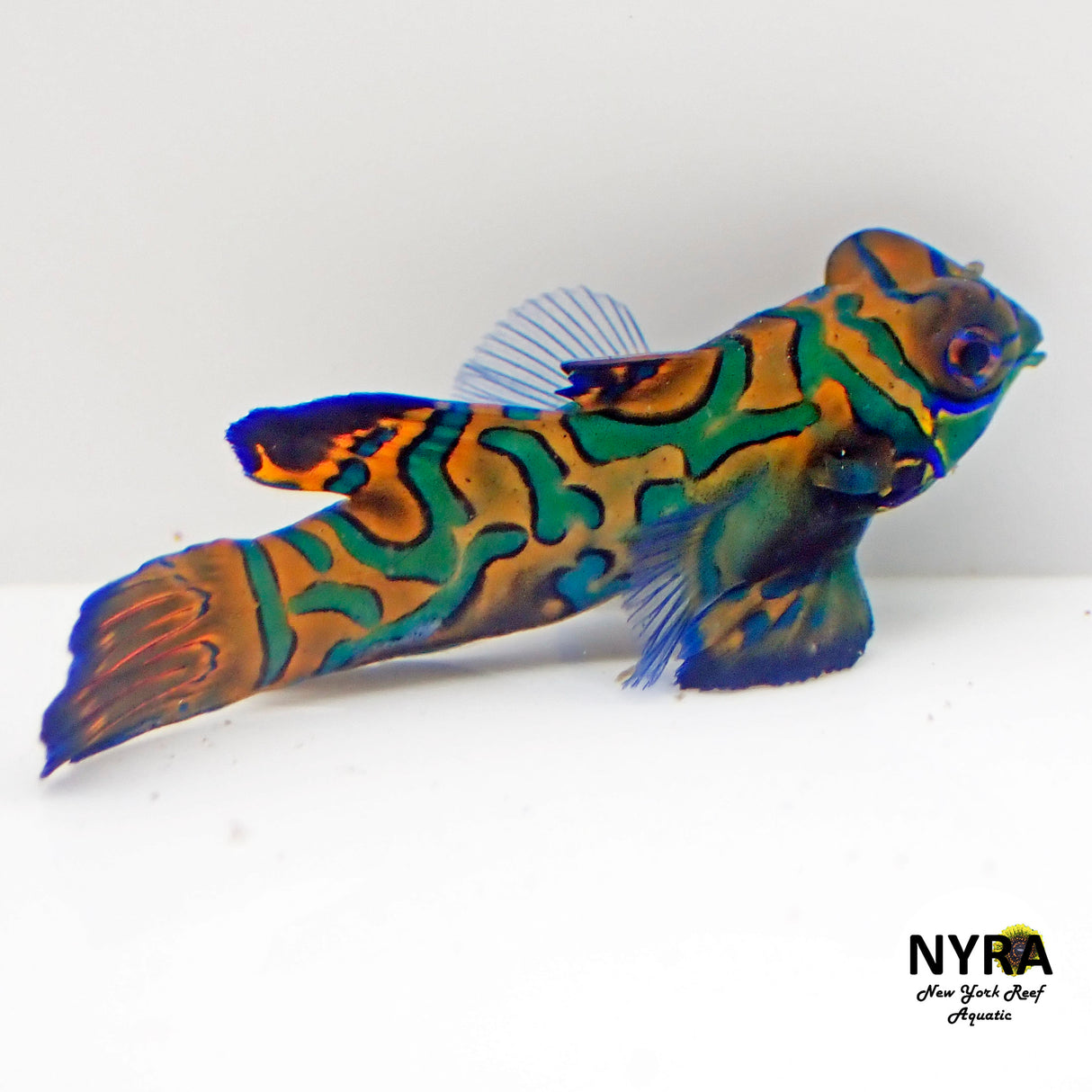 Biota Captive Bred Mandarin Goby