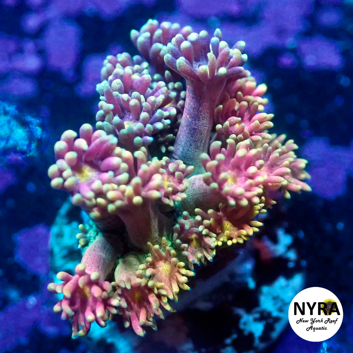 NYRA Royal Flush Rainbow Goni