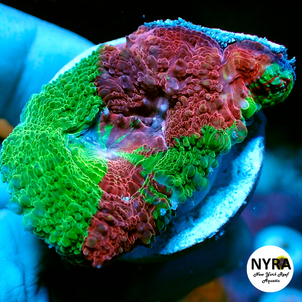 WYSIWYG Bleeding Apple Bowerbanki