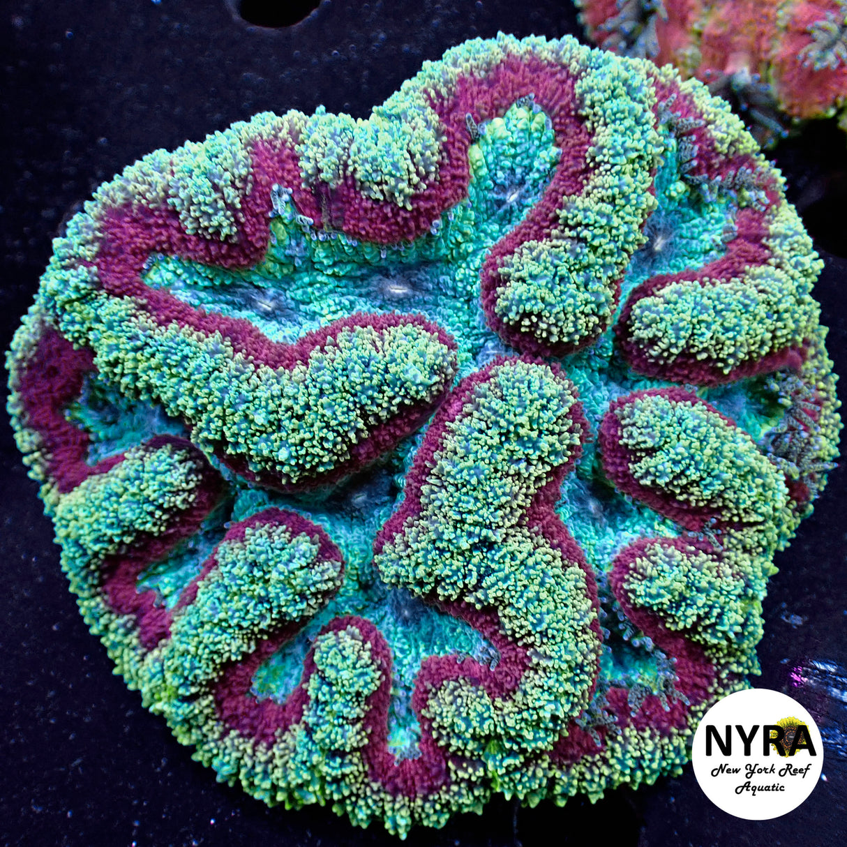 WYSIWYG Bleeding Symphyllia