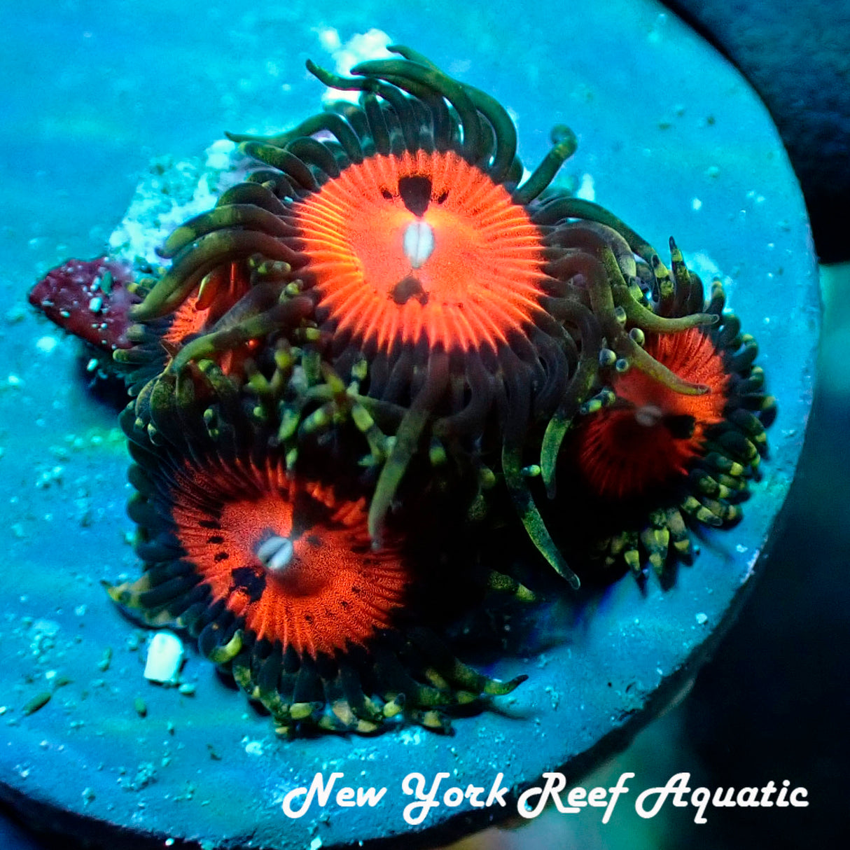 Blood Sucker Zoanthid