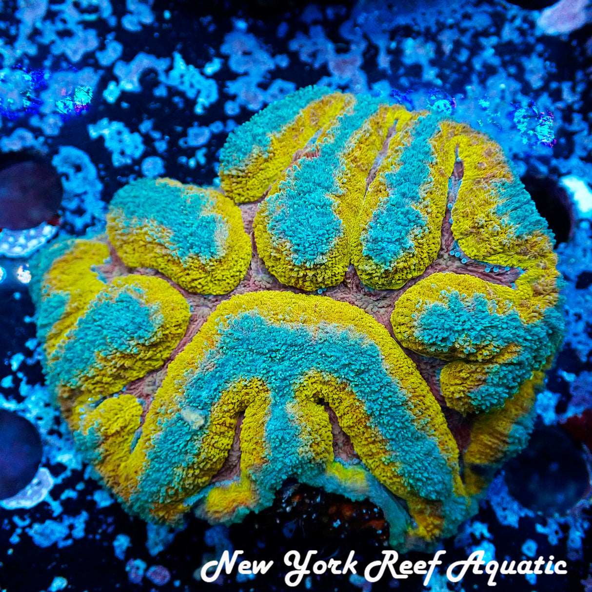 WYSIWYG Blue Gold Symphyllia