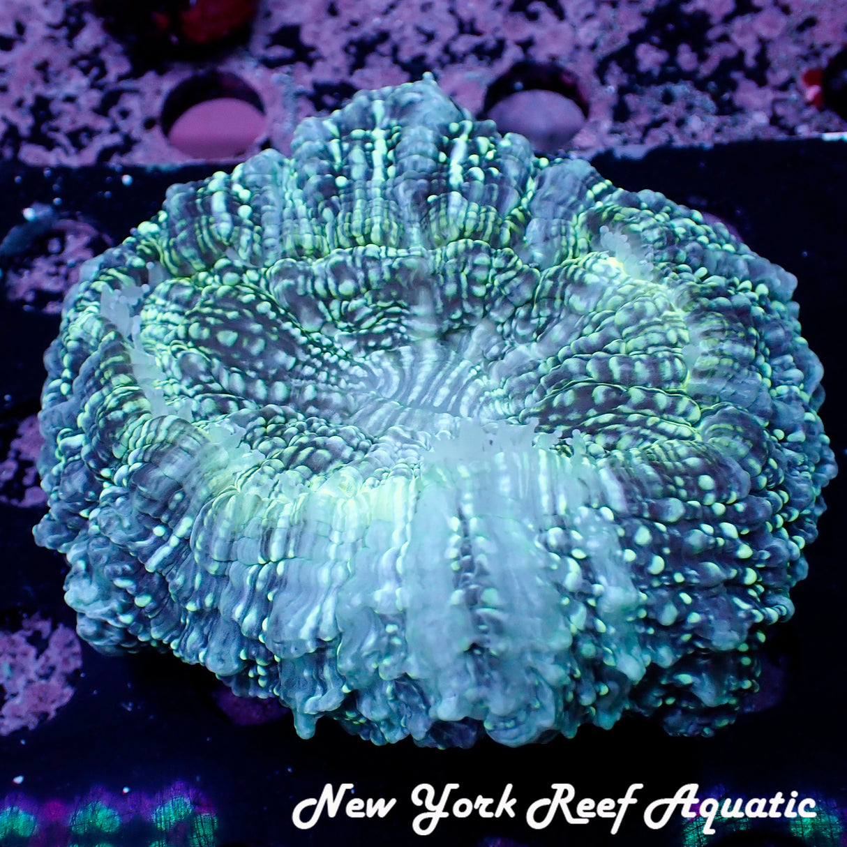 WYSIWYG Blue Green Meat Coral