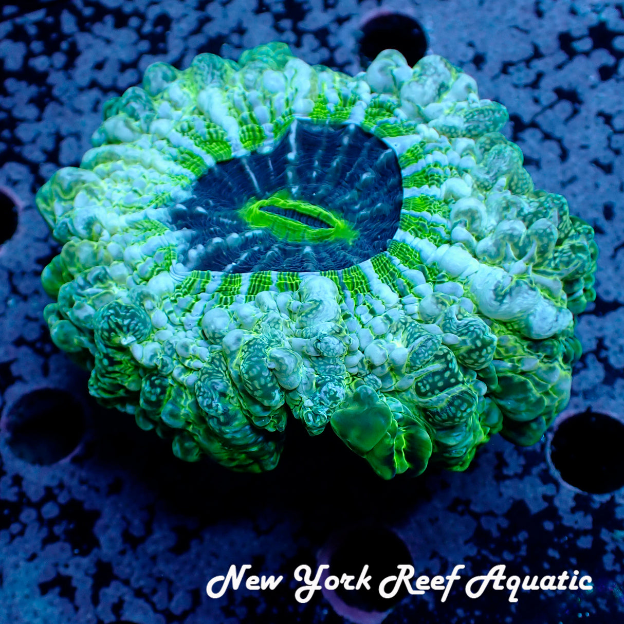 WYSIWYG Blue Green Meat Coral