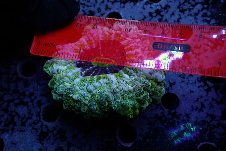 WYSIWYG Blue Green Meat Coral