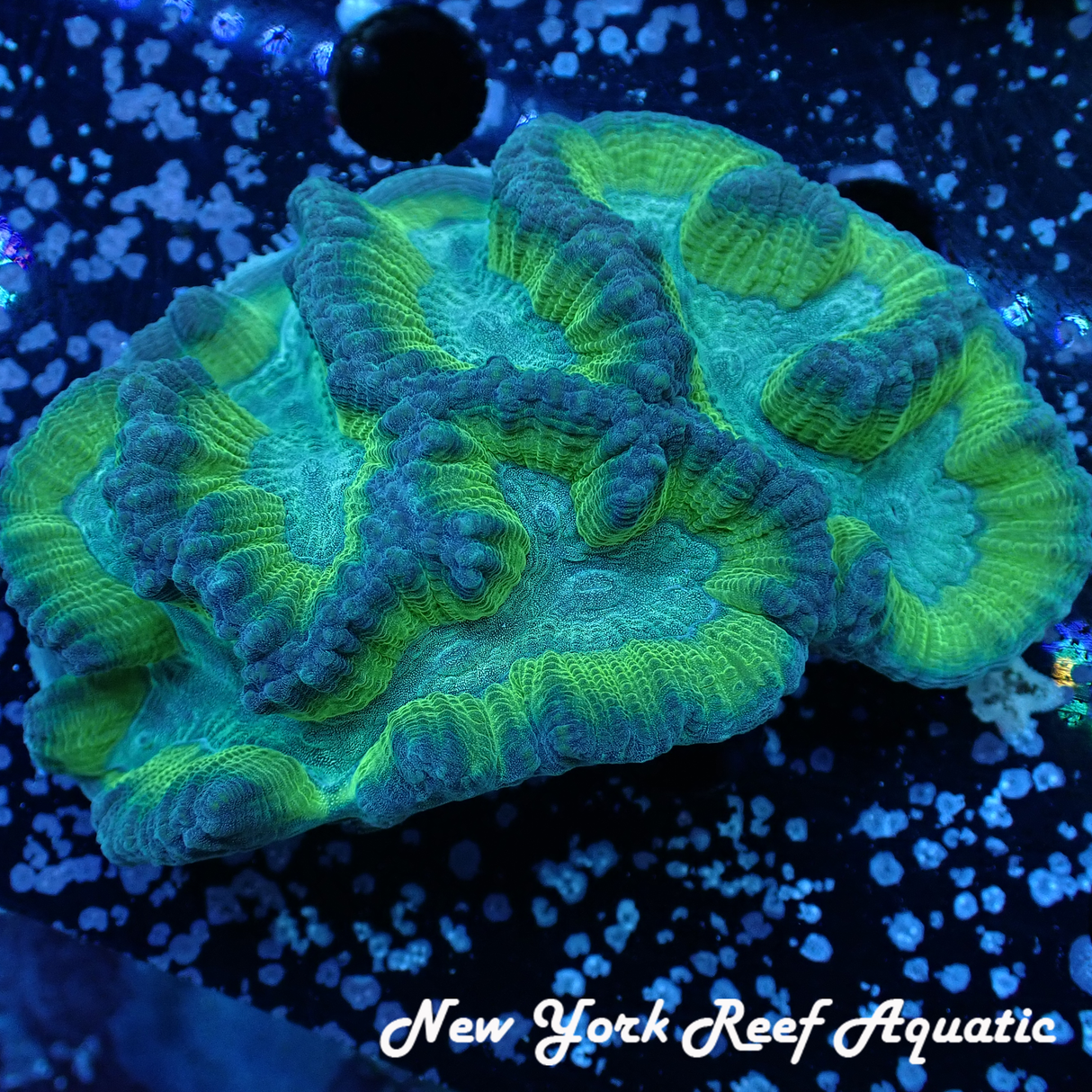 WYSIWYG Blue Green Platygyra