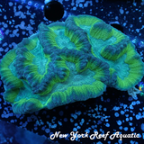 WYSIWYG Blue Green Platygyra