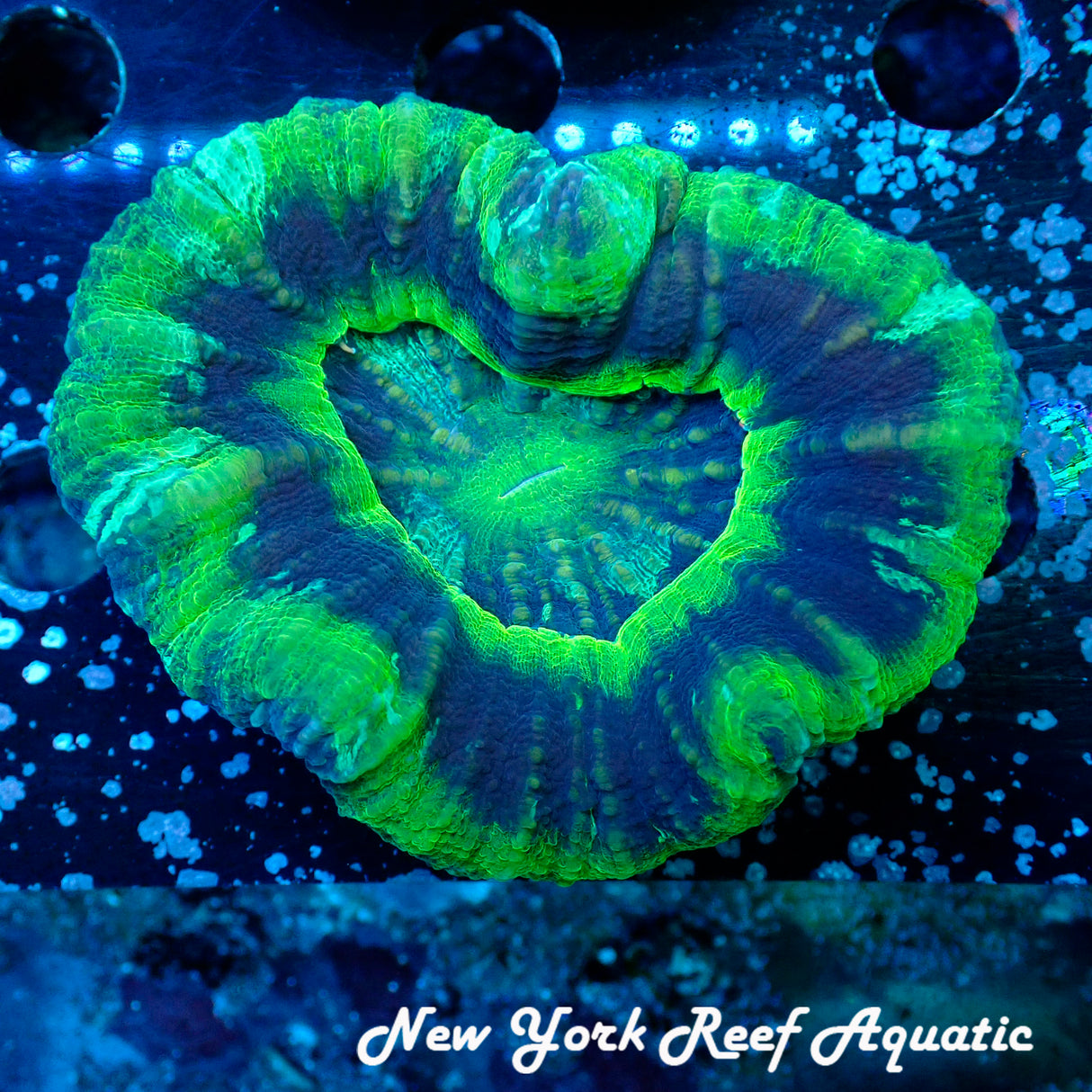 WYSIWYG Blue Green Scoly