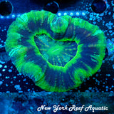 WYSIWYG Blue Green Scoly