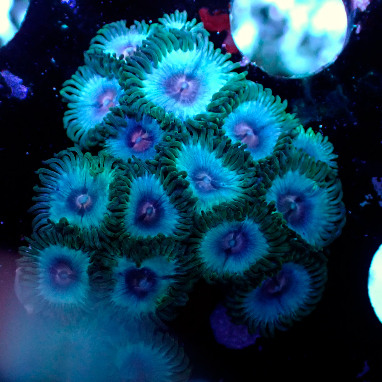 Blue Kiss Zoanthid