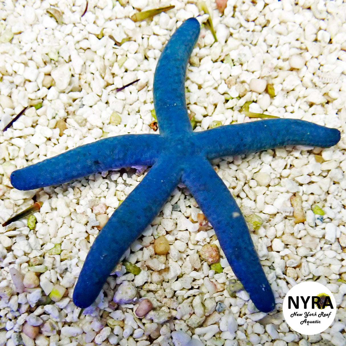 Blue Linckia Starfish ~4in