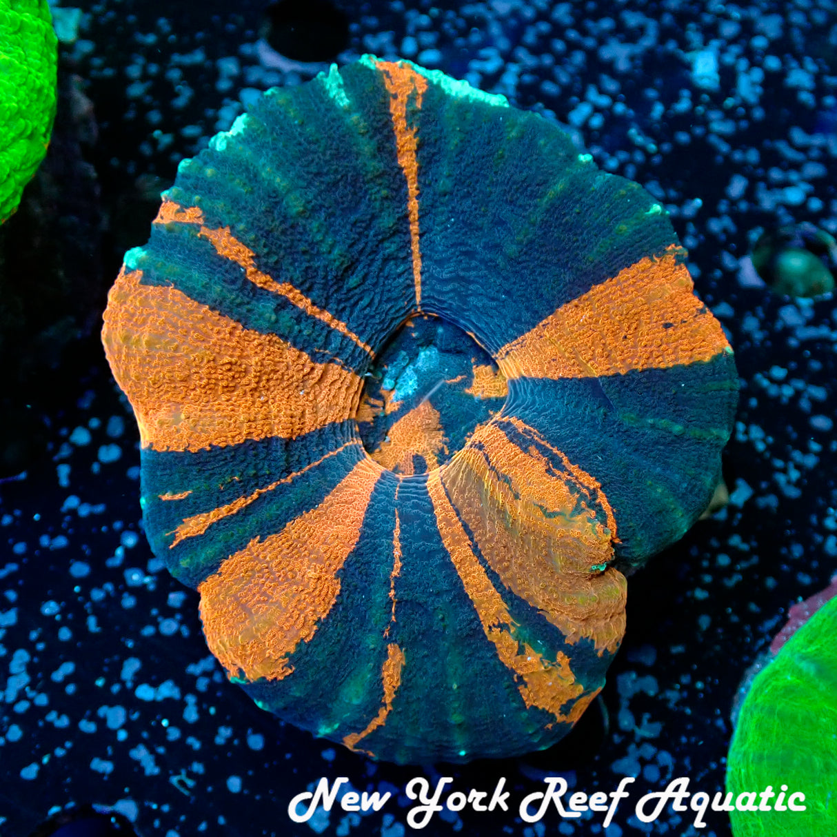 WYSIWYG Blue Orange Scoly