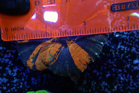 WYSIWYG Blue Orange Scoly