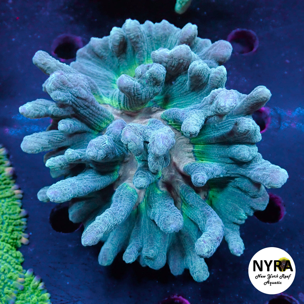 WYSIWYG Blue Rose Pectinia